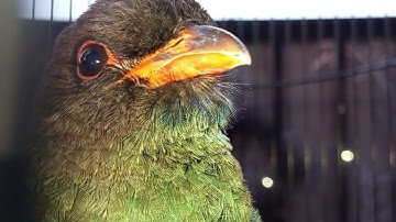 #part13 Burung Tengkek Buto Gacor Suara Kasar Masteran Ampuh