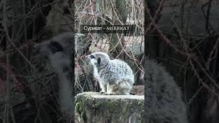 Сурикат Мeerkat #shorts #londonzoo #meerkat