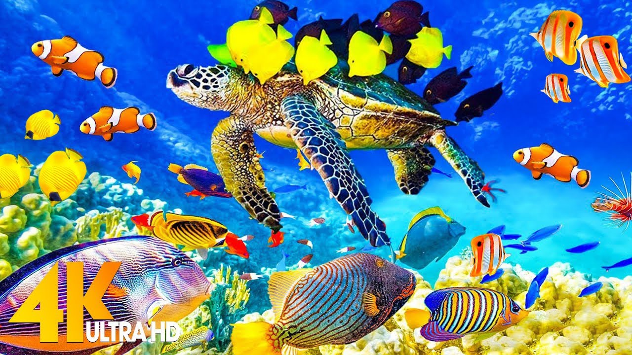 Aquarium 4K VIDEO ULTRA HD 🐠 Sea Animals With Relaxing Music - Rare ...