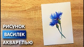 картинка: Как нарисовать василёк карандашом и акварелью начинающим | Рисунок для детей