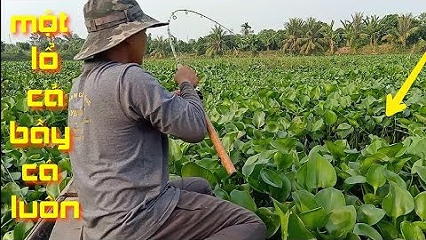 Câu cá trúng ổ cá tra, cá chép, cá trê, cá rô, cá ăn liên tục kéo cần cong vút | Câu cá ổ T196