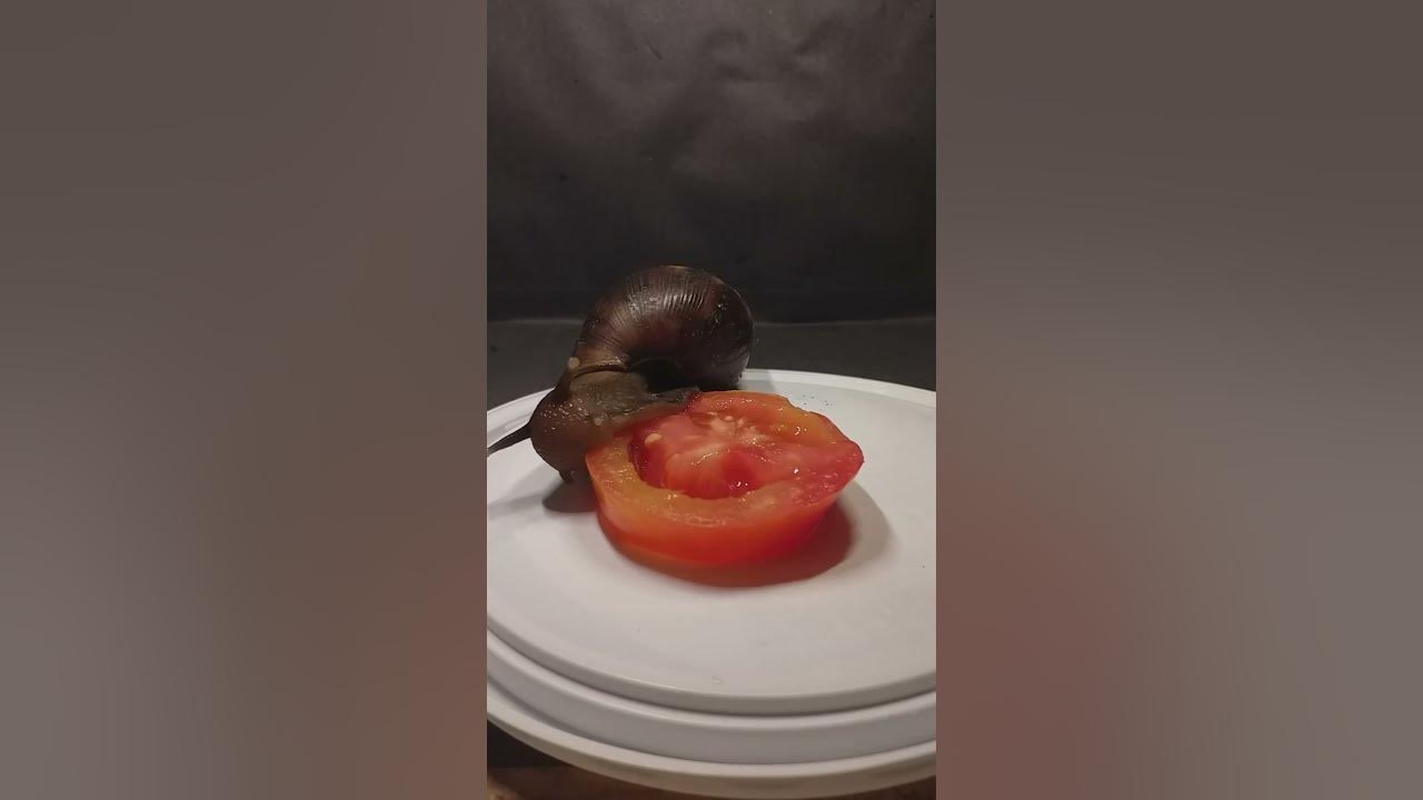 Snail Eat the Tomato Time lapse YouTube