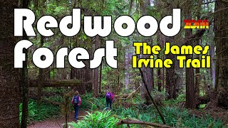 Redwood Forest Park | James Irvine Trail | Fern Canyon | Gold Bluffs Beach