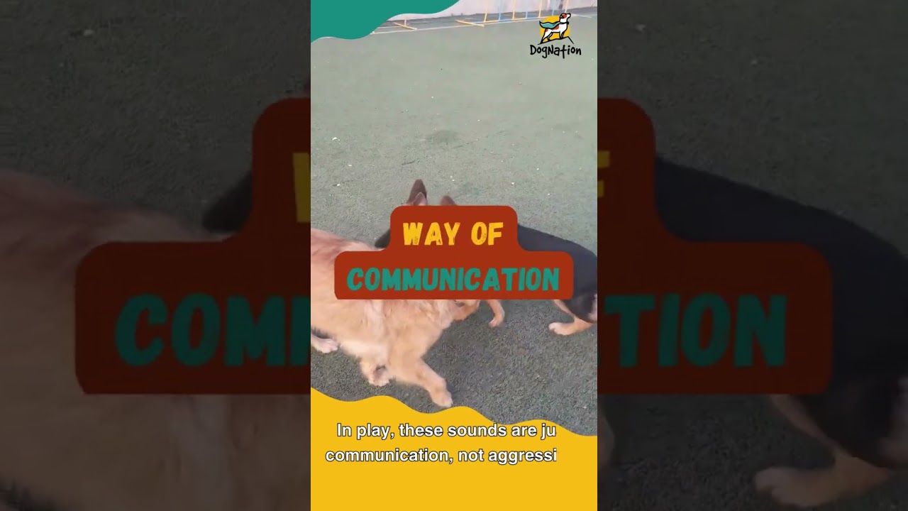 Furry Friendly Brawls