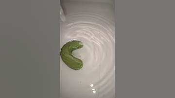 Wave Lab. Reflection and/or Diffraction