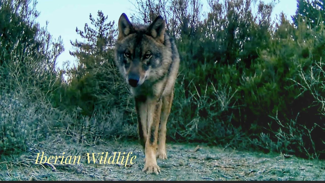 Lo mejor de Iberian Wildlife (Especial lobo ibérico) / The best of ...