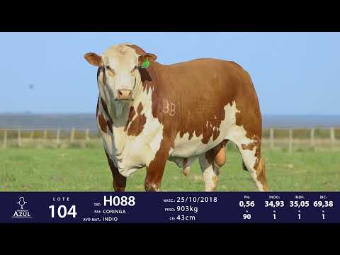 LOTE 104 - TAT H088