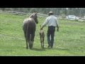 Pat Parelli Foal Imprinting with Aspen Major - Day One