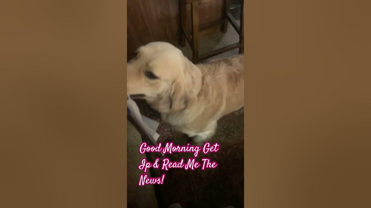 Read me the news news morning reading pets paper dog mom youtube