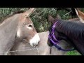 Shiprock Black Diamond (Zeus) meets Donkey and Donks for the first time