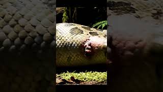 2 Million years ago Giant pregnancy Python attack & give birth #Shorts #Survival #Prehistoric