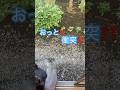 ネコと子ネコとおじさん　ニャンズ続々とただいま中の衝突事故⁉️ #shorts #cat #猫のいる暮らし #猫