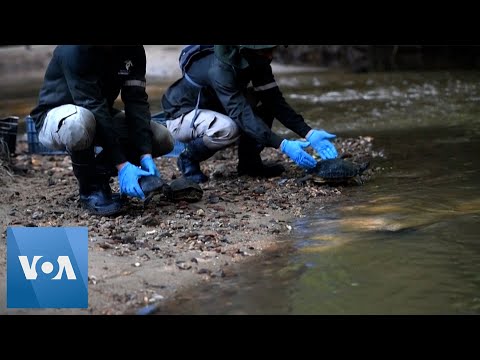 Trafficked Turtles Released Back into Nature in Colombia.