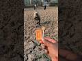 Hungry Monkey Comes Close for Biscuit | Amazing Wildlife Moment