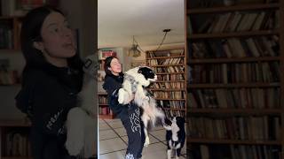 Mi Border Collie A Los 2 Meses Vs A Los 8 Años