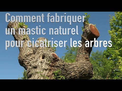 Vidéo: Mastic de jardin pour arbres : description, types, application. Comment faire du mastic de jardin ?