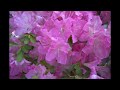 岡村孝子 「夢をあきらめないで」 by popo