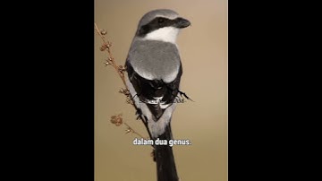 diambang punah..#beranda #kicaumania #cendet #cendetgacor #indonesia #alamliar #shortvideo #burung