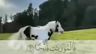 الشيخ عبدالرحمن مسعد🐎والعاديات ضبحا فالموريات قدحا🥰