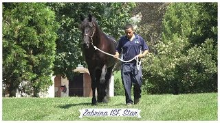 A Day in the Life of Zabrina ISF, Star at Iron Spring Farm