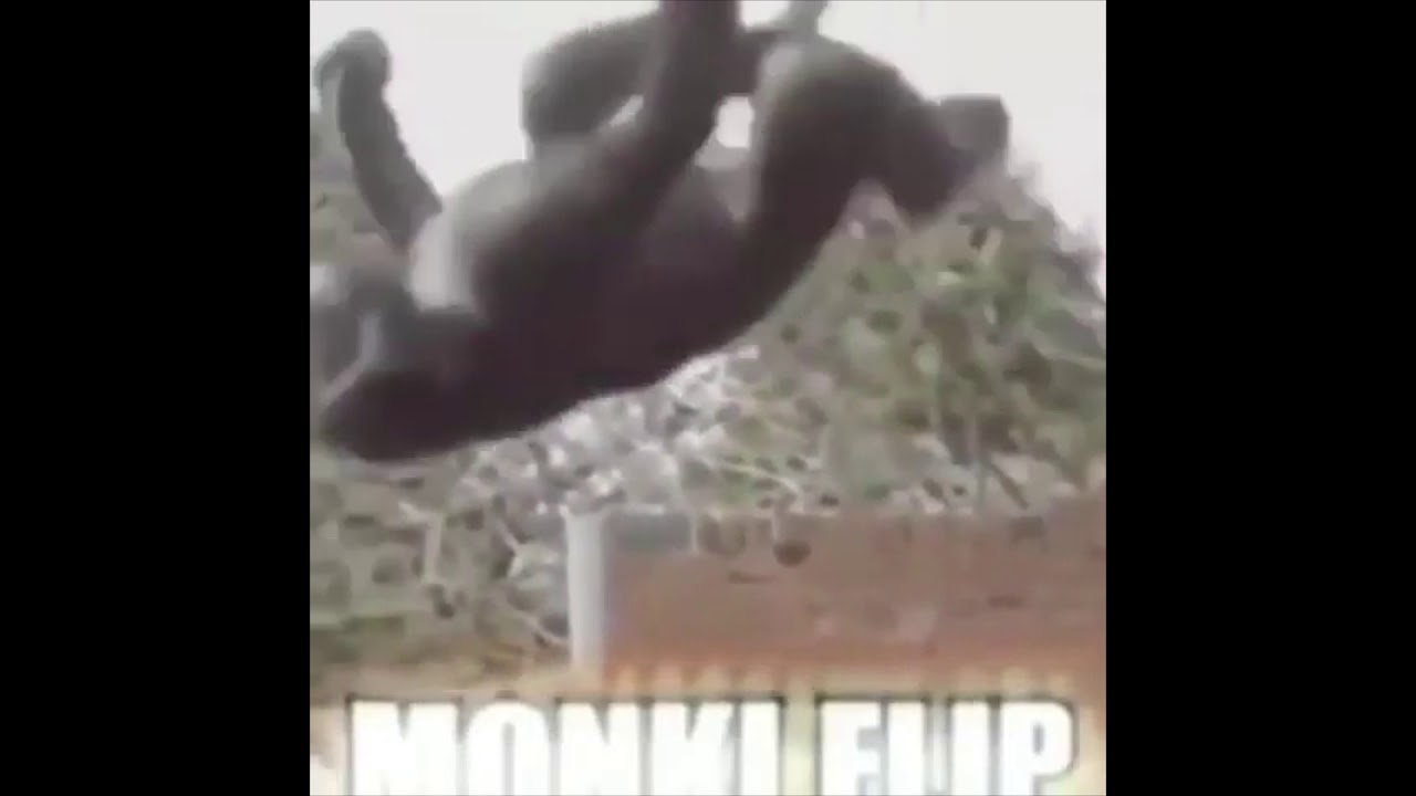 Brand new monkey flip - YouTube.