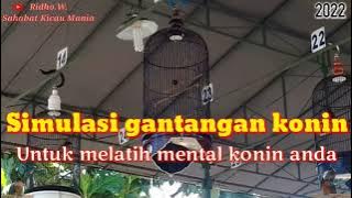 SIMULASI GANTANGAN KONIN UNTUK MELATIH MENTAL KONIN BAKALAN @BrilliantVictorSmarttools