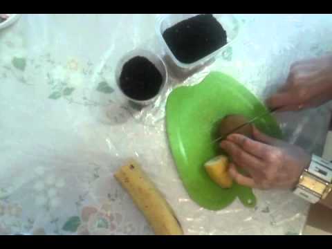 ბანანი და კივის ერთროულად დარგვა. უცხოელის ექსპერიმენტი. ვნახოთ რა გამოვა.