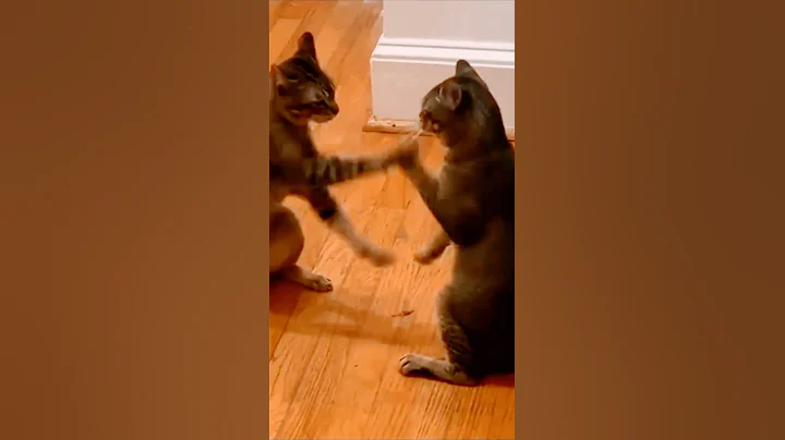 Watch the video about PLAY WITH ME (3) 🐈 #shorts #kucing #cat #catvideos #pet #funny #cute #viral #viralvideo #viralshorts