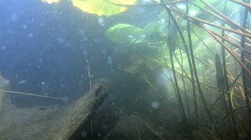 Avondduik in het Veenmeer, Tynaarlo, 30 juli 2025