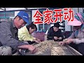 东北大龙：在阴雨天全家也在忙着挑参苗，这样的活需要慢慢来才能弄好