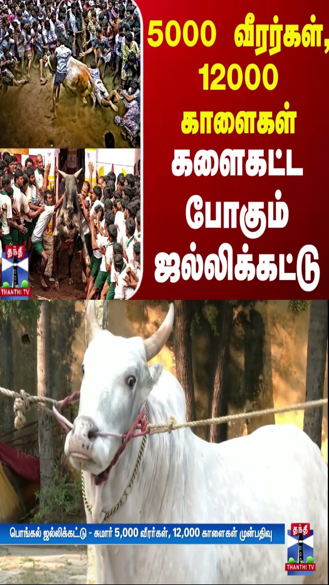 5,000 வீரர்கள், 12,000 காளைகள் - களைகட்ட போகும் பொங்கல் ஜல்லிக்கட்டு | Pongal Jallikattu | Madurai