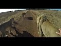 Walking The Lions | The Lion Whisperer