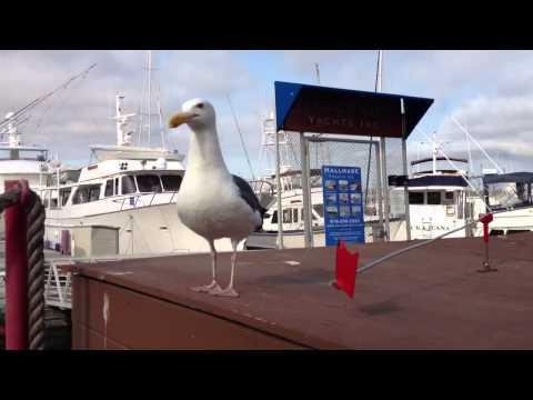 Testing the 'gullsweep'