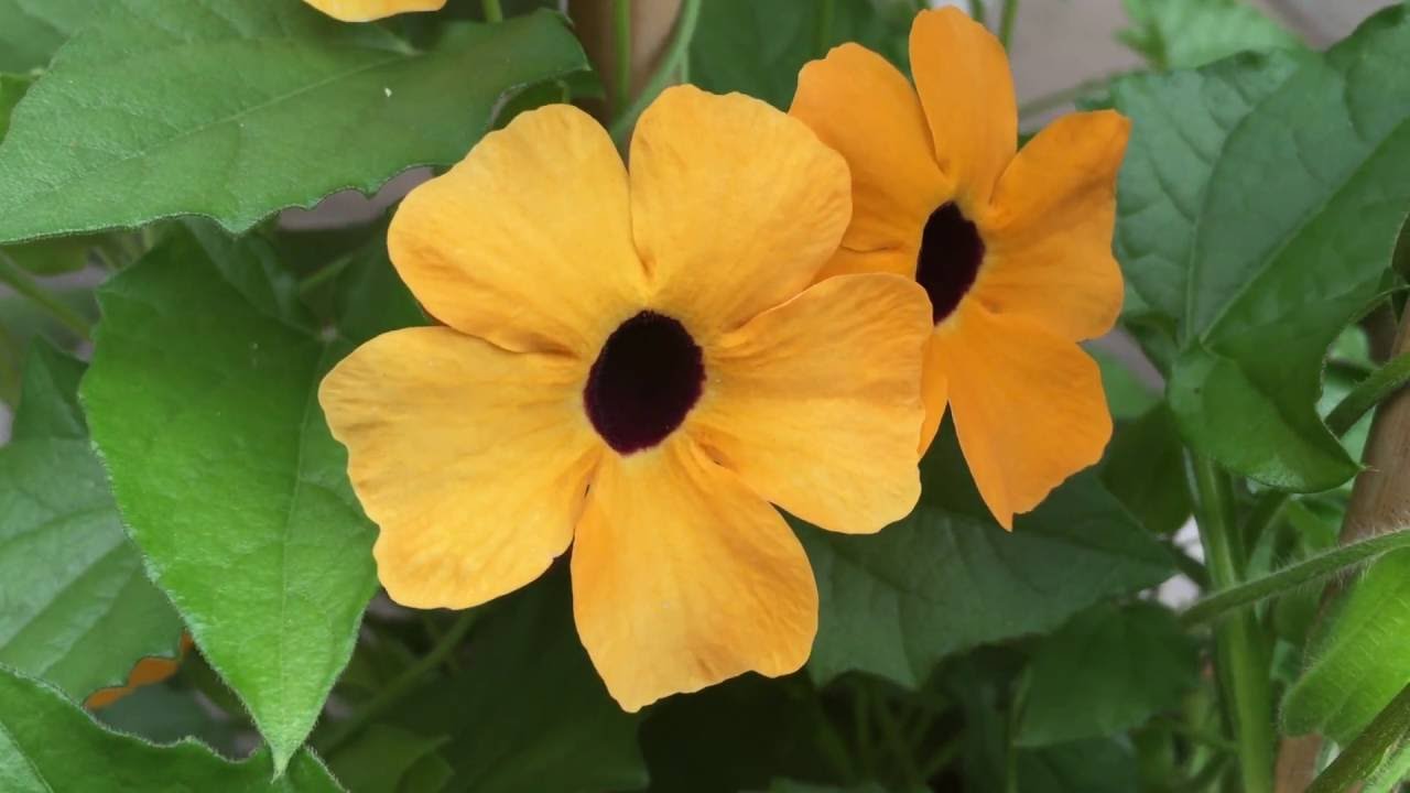 Black-eyed Susan Vine Flowers (Thunbergia alata) #thunbergia #alata #