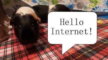 Happy Guinea Pigs Say Hello