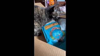 Cat bullies sister out of the box