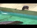 東武動物公園　カバの赤ちゃん水へ飛び込み
