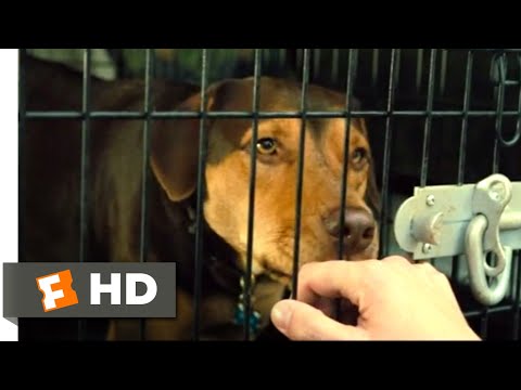 A Dog's Way Home (2018) - Goodbye, Bella Scene (1/10) | Movieclips