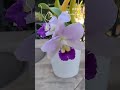 Blue Jewel Cattleya Orchid