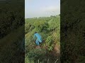 Amazing parrot 🐦🦜 hunting 🪤🎯 and Flying 🪽🪽#hunting #farming #villagelife