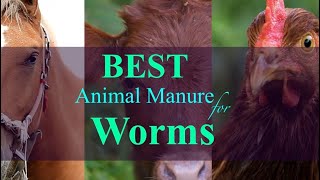 What is the Best Animal Manure for Worms? 2023