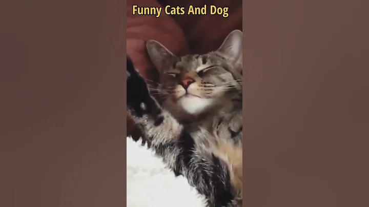 Video 11899651: laugh funny cat, cute cat