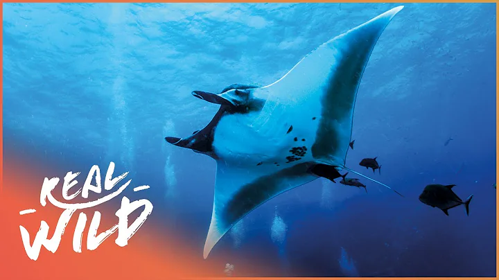 Life Of The Giant Manta Ray | Blue Realm Of San Be...
