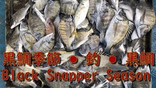 黑鯛季節• 釣• 黑鯛（Black Snapper Season) 