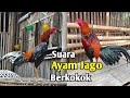 Ayam jantan berkokok  suara ayam jago