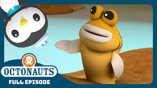 octonauts the mudskippers season 3 full episode cartoons for kids