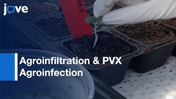 Agroinfiltration & PVX Agroinfection In Potato & Nicotiana benthamiana l Protocol Preview