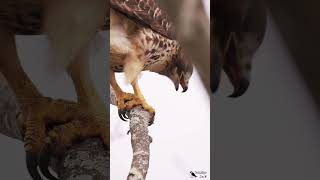 Closeup look on a Red-tailed Hawk catching and eating a meadow vole