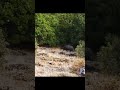 &quot;Пойманный кабан: Охота на дикого зверя&quot; #hunt #загоннаяохота #hunting #весенняяохота