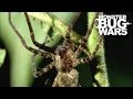 Army Ant Soldier vs Ogre Faced Spider | MONSTER BUG WARS